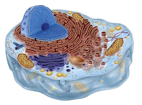 Maybe you would like to learn more about one of these? Animal cell. Biological image animal cell model, structure ...