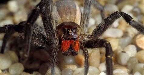 Brazilian Wandering Spider Top 10 Things You Need To Know About World