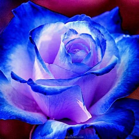 30 Rare Seed Blues Blue Rose Seeds Flower 1072 Pemdasgarden