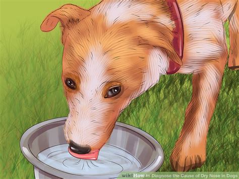 How To Diagnose The Cause Of Dry Nose In Dogs 8 Steps