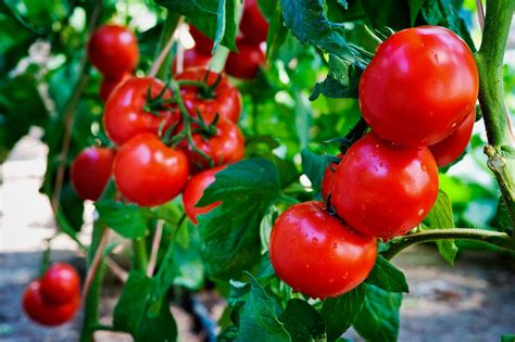 Your sketch can be a simple plan or a larger garden design that you'll. What Are The Light Requirements For Tomato Plants
