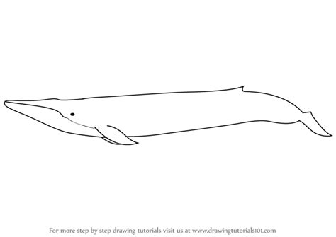 Complete the body of the whale but finishing the rear body. Learn How to Draw a Blue Whale (Other Animals) Step by ...