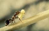 Ant Control For Lawns Pictures