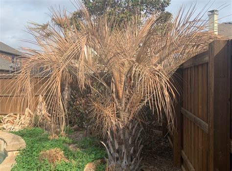 Can Palm Trees Survive Freezing Weather Texas Tree Surgeons