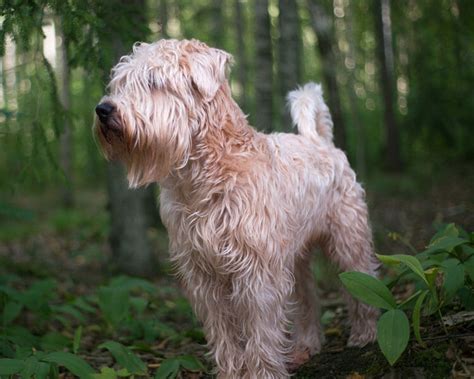 Top 10 Most Popular Hypoallergenic Dog Breeds Uk Pets
