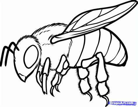 How To Draw A Honey Bee How To Draw A Honey Bee Step Bee Drawing Bee Sketch Honey Bee