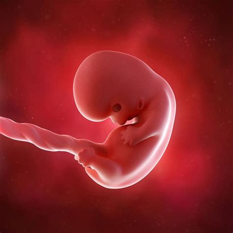 Desenvolvimento Embrionário Humano Resumo Das Fases 2022