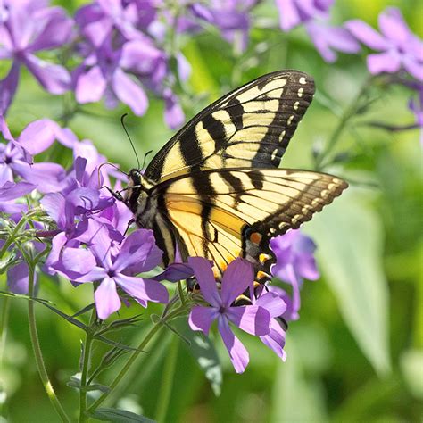 Tiger Swallowtail Prairie Garden Trust