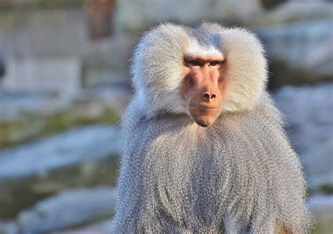 This Is Our Beloved Baboon They Can Be Found In Africa And Asia They
