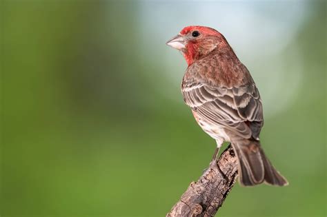 Birds In Nevada 30 Species To Watch For In The Silver State