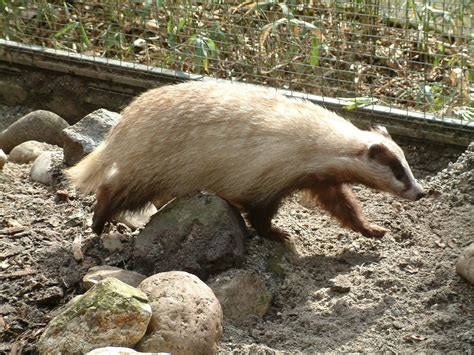 Unusual Brown Badger Zoochat
