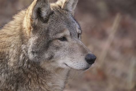 Wolf Predator Snout Portrait Fur Wolves Wallpapers Hd Desktop