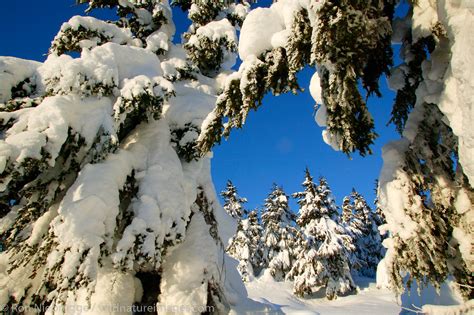 Turnagain Pass Photos By Ron Niebrugge