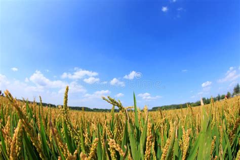Rice Paddies Stock Photo Image Of Harvest Landscape 176408324