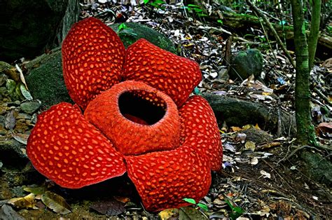 Four Most Incredibly Rare Flowers In The World Mystart