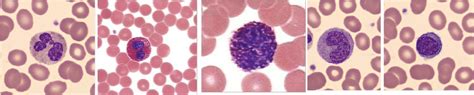 Types Of Leukocytes Wbcs A Neutrophil B Eosinophil