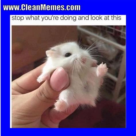 Image Result For Clean Memes Cute Hamsters Funny Hamsters
