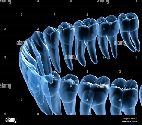 Dental Anatomy Of Mandibular Human Gum And Teeth X Ray View Medically