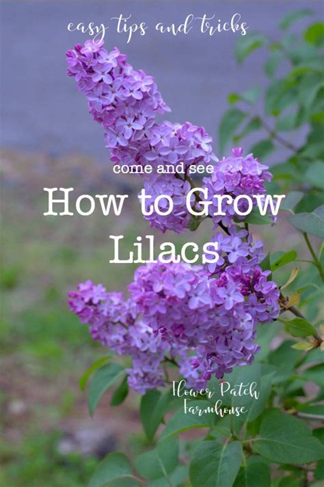 How To Grow Lilacs Its Easier Than You Think Garden Shrubs Lilac