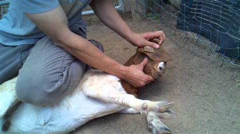 Hari raya haji cow sacrifices. Chinese Woman Killing A Goat - Goat Slaughter time ...