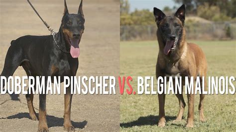 Our belgian malinois puppies come in a variety of colors and patterns like black , brown, fawn. DOBERMAN PINSCHER VS. BELGIAN MALINOIS: BATTLE OF PROTE ...