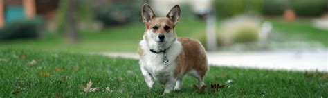 Animal health care center of renton. Animal Health Care Center - Arcola IL - Home