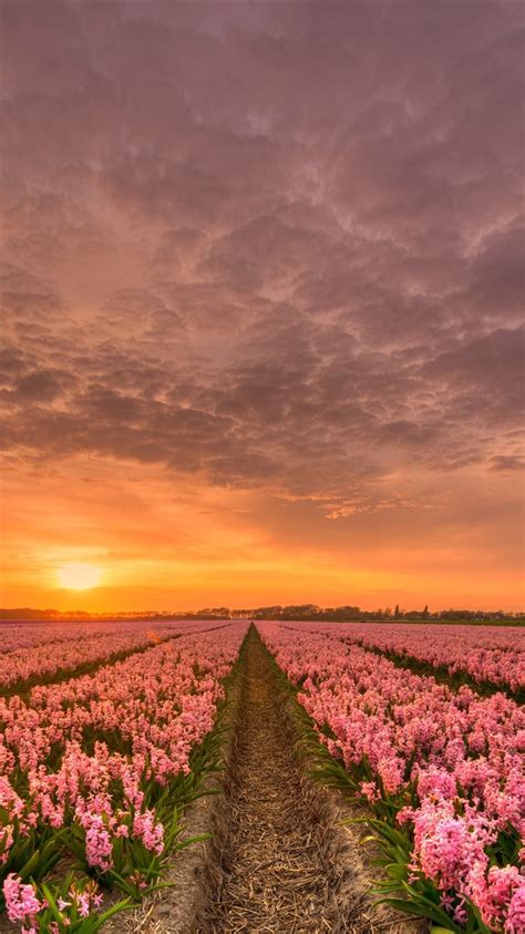 Beautiful Hyacinth Flowers Field Sunset Netherlands 750x1334 Iphone 8