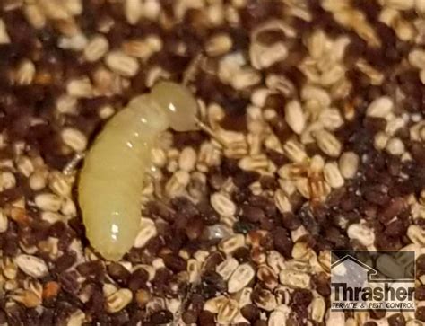 How To Identify Drywood Termite Droppings Thrasher Termite And Pest Control