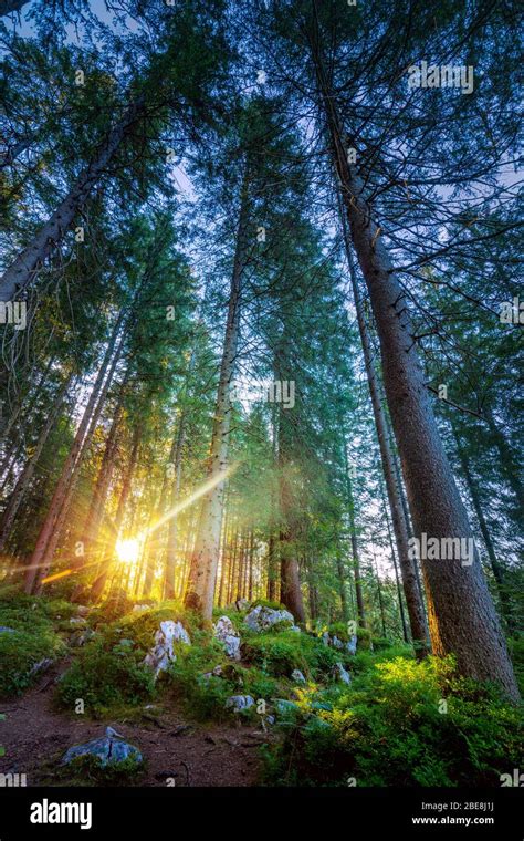 Wild Silent Forest With Beautiful Bright Real Sun Rays Vertical Stock
