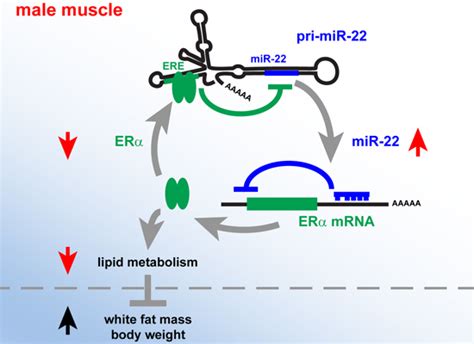 sex‐specific reciprocal regulation of erα and mir‐22 controls muscle lipid metabolism in male