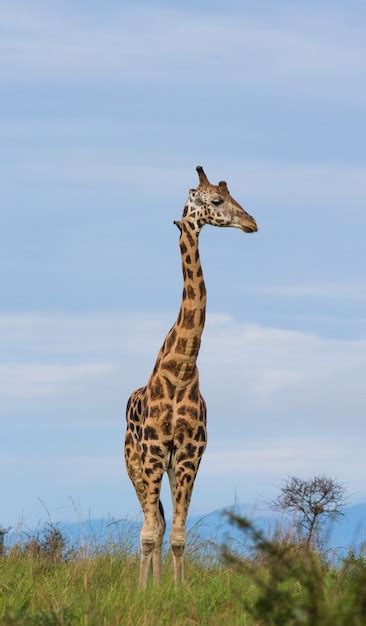 Premium Photo Giraffe Is Standing Against The Blue Sky