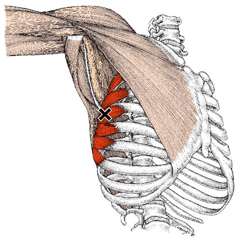 Strengthening Exercise For Serratus Anterior Dr Natasha Hayden Bsc