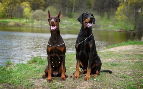 Are Dobermans Good With Other Dogs Vet Approved Facts Hepper