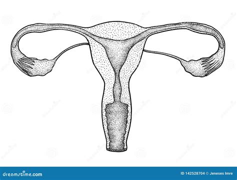 Female Reproduction System Illustration Drawing Engraving Ink Line Art Vector Stock Vector