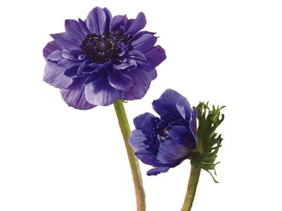 Most of these flowers symbolizing death are also popular choices for funeral flowers. Anemone