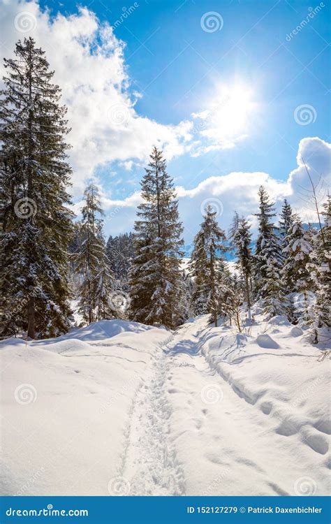 Sunny Winter Landscape In The Nature Footpath Snowy Trees Sunshine