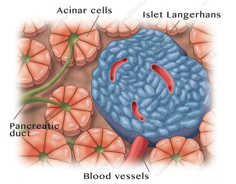 Acinar Cells And Islets Of Langerhans
