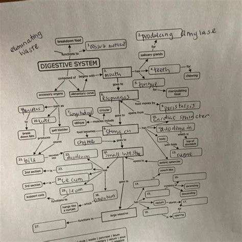 Digestion Concept Map