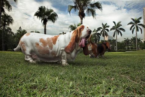incredible pictures  basset hounds