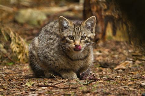 See Adorable Scottish Wildcat Kittens Which Are Key To Species Survival