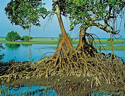 Sundarban S Informantions And Travel Tips About Sundarbans