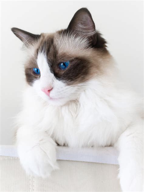 12 Things That Makes Seal Point Ragdoll Cats More Adorable Story The