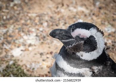 Closeup Magellanic Penguins Face Posing Sideways Stock Photo