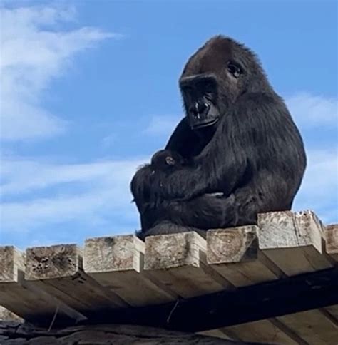 Samantha The Gorilla Gives Birth — City Of Albuquerque