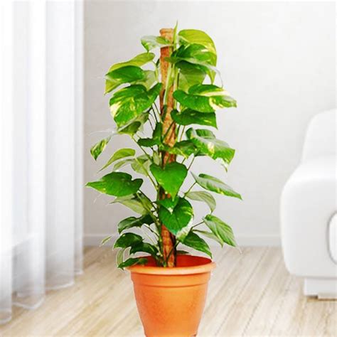Check spelling or type a new query. Potted Plant, Potted Plants Singapore