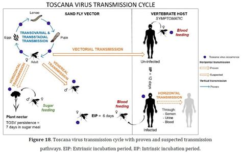 Toscana Virus Transmission Cycle With Proven And Suspected Transmission Download Scientific