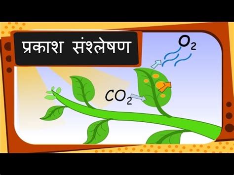 Its script does not distinguish between voiced and unvoiced consonants; Science - पौधों का भोजन और प्रकाश संश्लेषण Plant's food ...