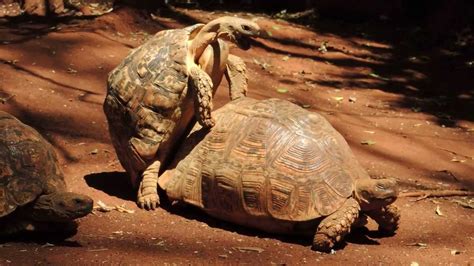 Turtle Sex In Nairobi Youtube
