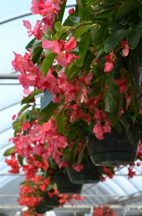 When you plant your hanging baskets and containers and put them outside will depend where you live. Top 5 Hanging Baskets for Full-Sun | Fairview Garden ...