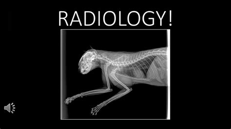 Radiology Saftey And Positioning For Veterinary Assistants Youtube